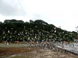 Andy Goldsworthy, Arches 2005 (with Oystercatchers in flight), Gibbs Farm; photo by Rob Garrett