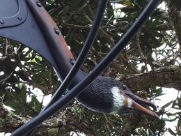 Bing Dawe, Watching out for St Francis, Kawau (Black Shag) (detail) 2012, NZ Sculpture OnShore 2012; photo by Rob Garrett