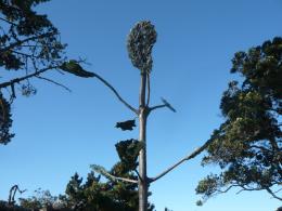 Christine Massey, NZ Sculpture OnShore exhibition 2010, photo by Rob Garrett