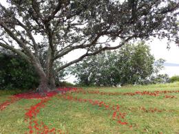 Donna Turtle Sartet, Black and White and Red All Over 2012, NZ Sculpture OnShore 2012; photo by Rob Garrett