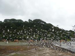 Andy Goldsworthy, Arches 2005 (with migrating Oystercatchers), Gibbs Farm, photo by Rob Garrett